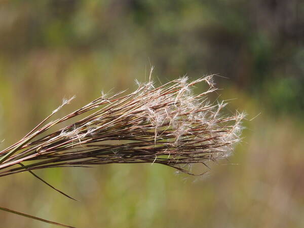 Schizachyrium microstachyum Inflorescence