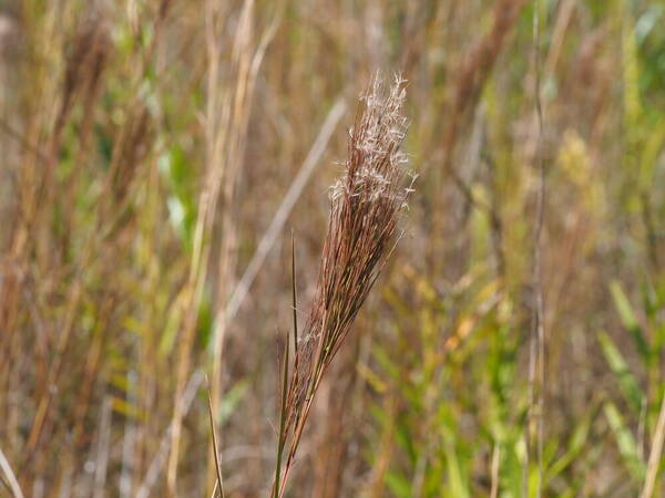 Schizachyrium microstachyum Inflorescence