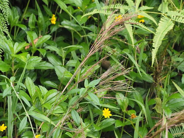 Schizachyrium microstachyum Inflorescence