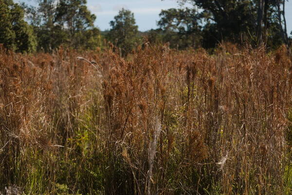 Schizachyrium microstachyum Landscape