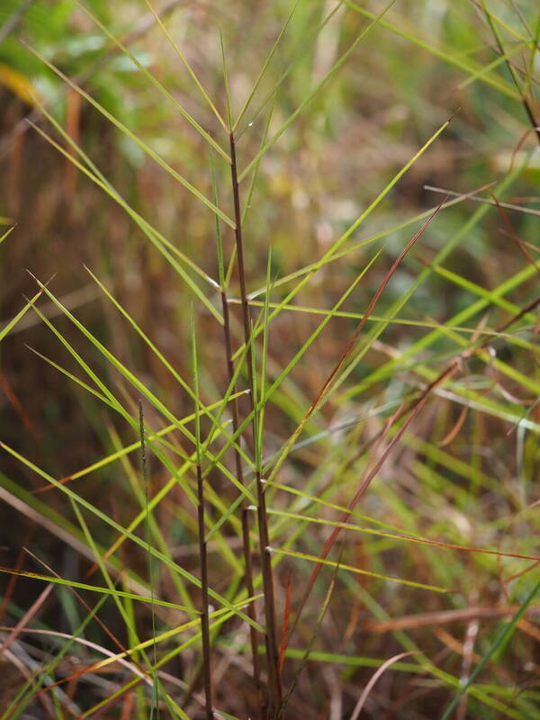 Schizachyrium microstachyum Plant