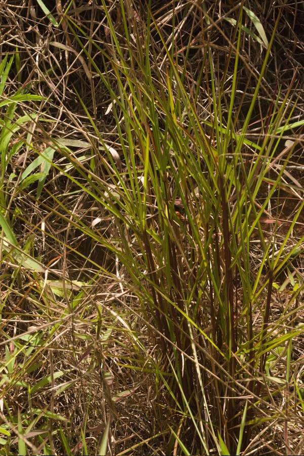 Schizachyrium microstachyum Plant