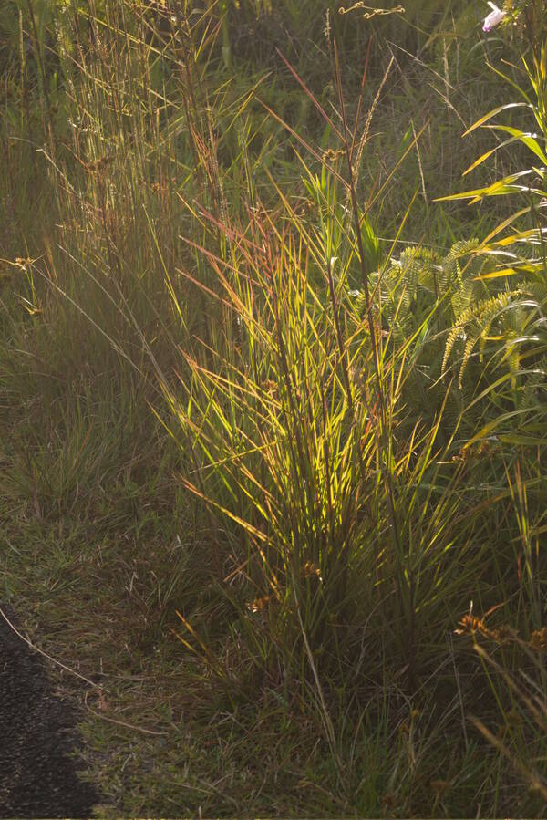 Schizachyrium microstachyum Plant