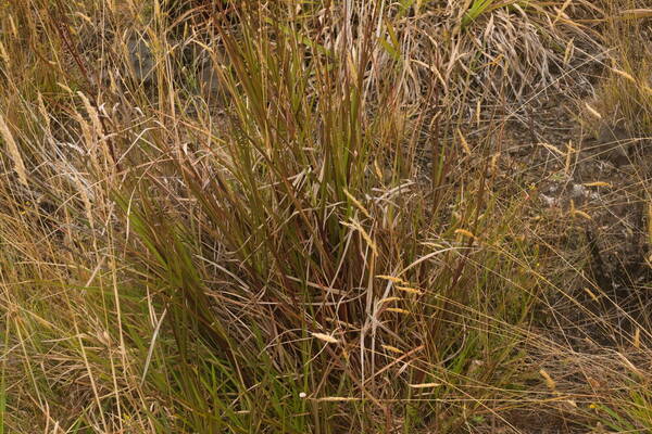 Schizachyrium microstachyum Plant