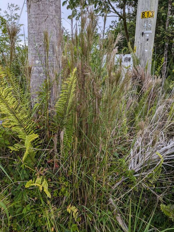 Schizachyrium microstachyum Plant