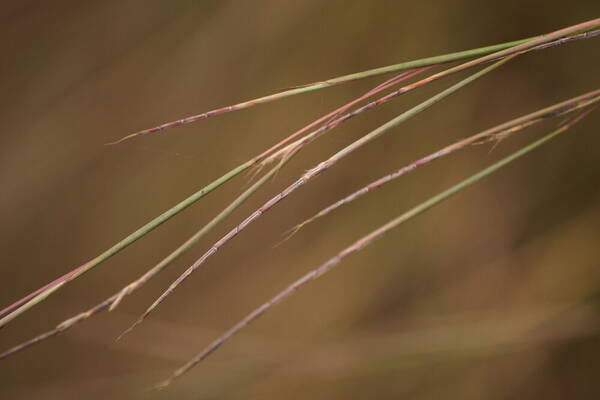 Schizachyrium sanguineum Spikelets