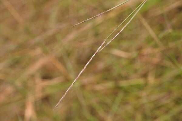 Schizachyrium sanguineum Spikelets