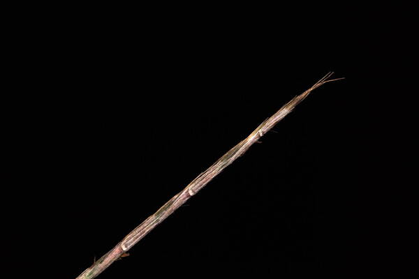 Schizachyrium sanguineum Spikelets