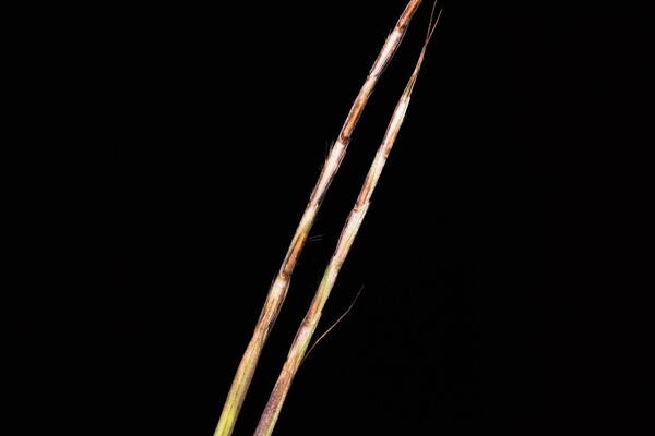 Schizachyrium sanguineum Spikelets