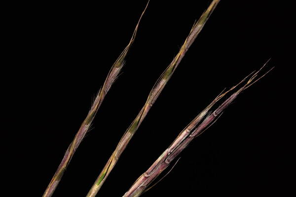 Schizachyrium sanguineum Spikelets