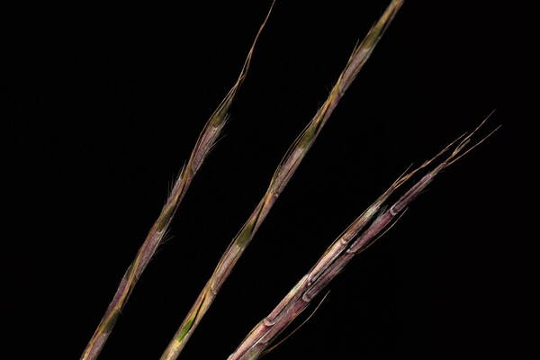 Schizachyrium sanguineum Spikelets