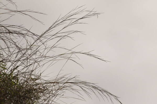 Schizachyrium sanguineum Habit