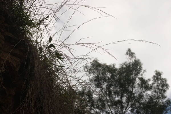 Schizachyrium sanguineum Habit