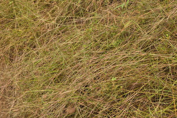 Schizachyrium sanguineum Habit