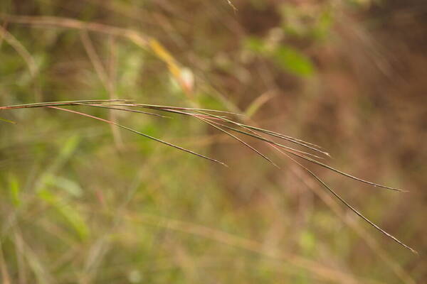 Schizachyrium sanguineum Inflorescence