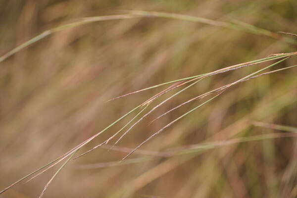 Schizachyrium sanguineum Inflorescence