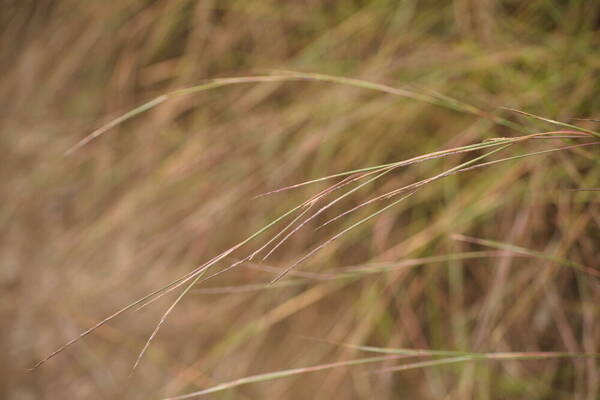 Schizachyrium sanguineum Inflorescence