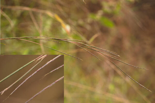 Schizachyrium sanguineum Inflorescence