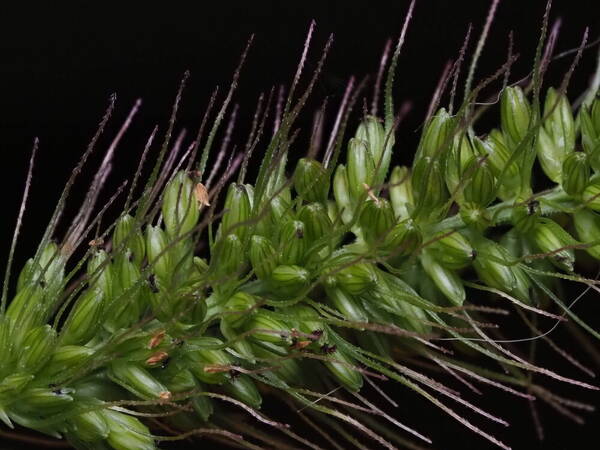 Setaria adhaerens Spikelets