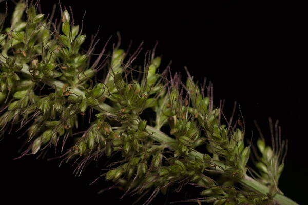 Setaria adhaerens Spikelets