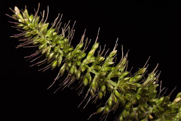 Setaria adhaerens Spikelets