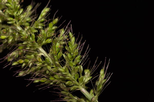 Setaria adhaerens Spikelets