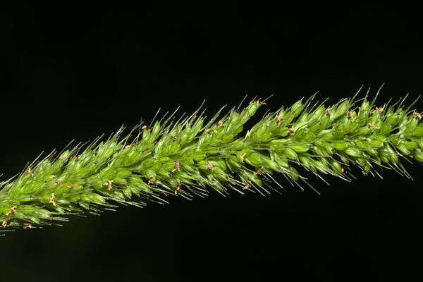 Setaria adhaerens Spikelets