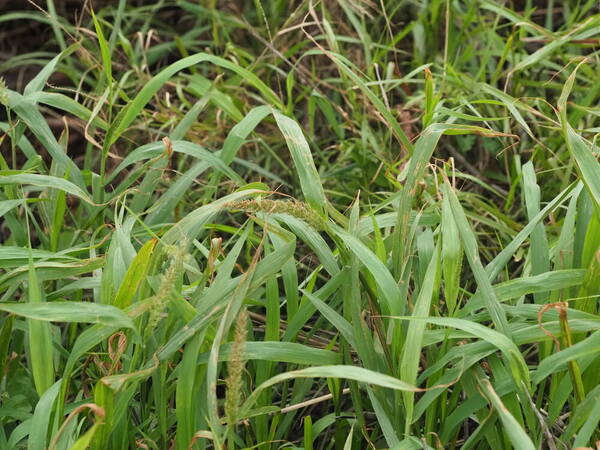 Setaria adhaerens Habit