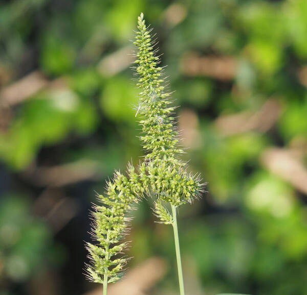 Setaria adhaerens Inflorescence