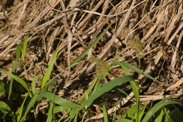 Setaria adhaerens Inflorescence