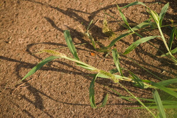 Setaria adhaerens Inflorescence