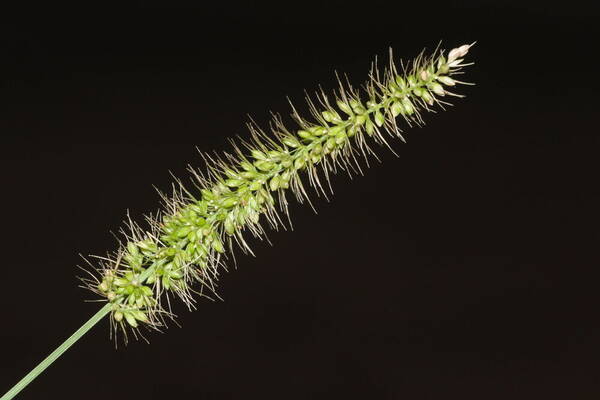 Setaria adhaerens Inflorescence