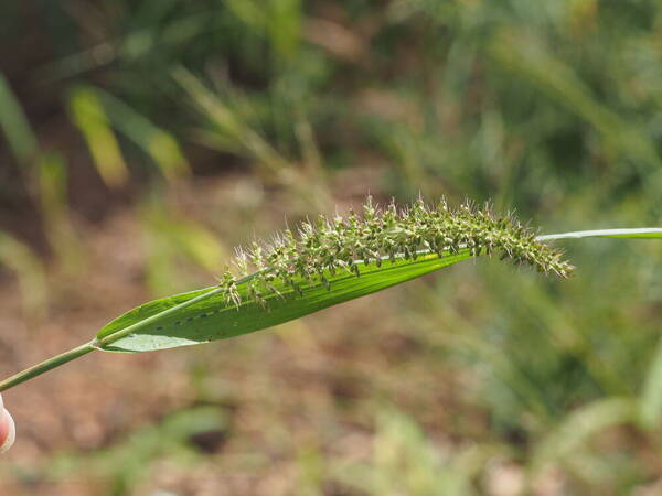 Setaria adhaerens Inflorescence