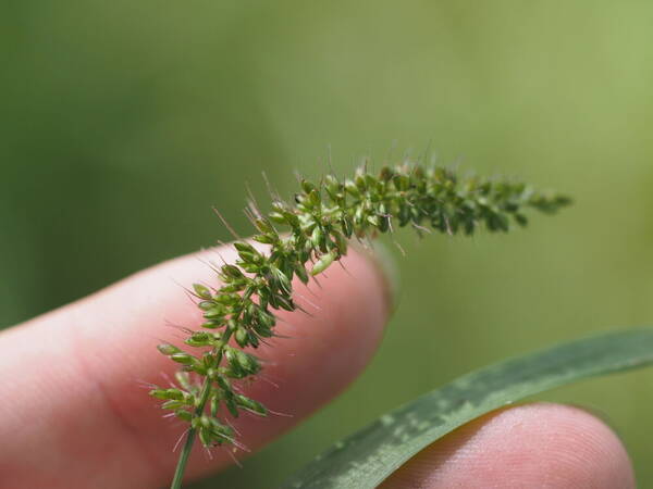 Setaria adhaerens Inflorescence