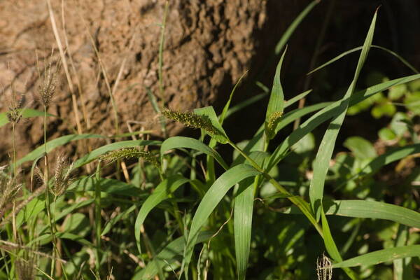 Setaria adhaerens Plant