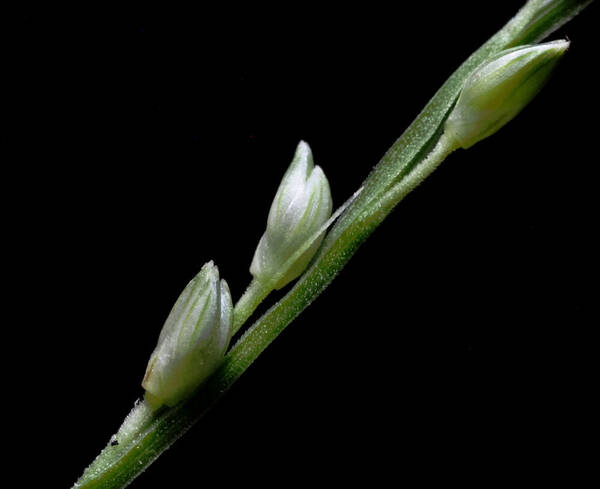 Setaria flavida Spikelets