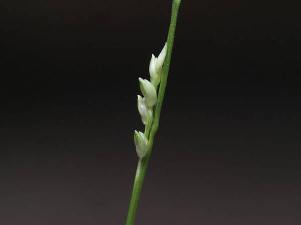 Setaria flavida Spikelets