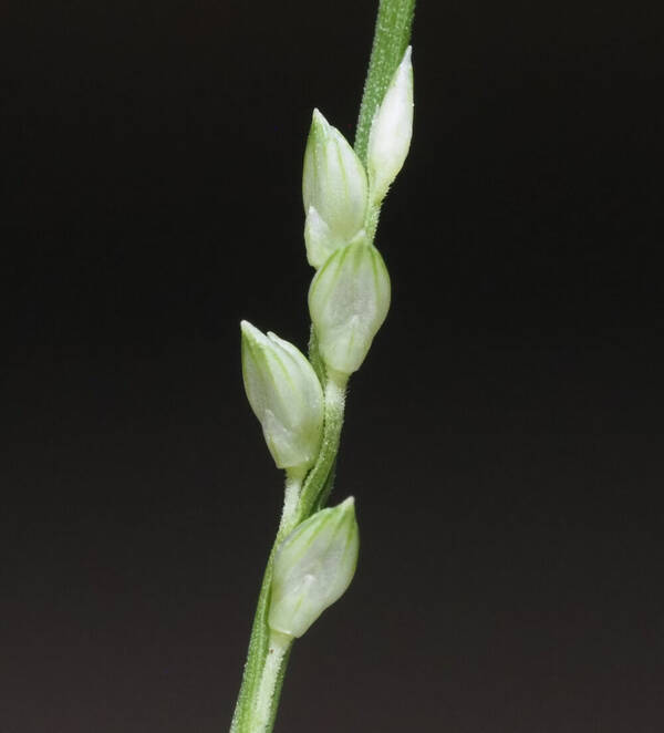 Setaria flavida Spikelets