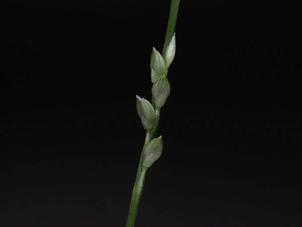 Setaria flavida Spikelets