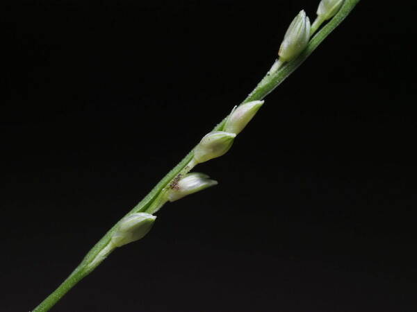 Setaria flavida Spikelets