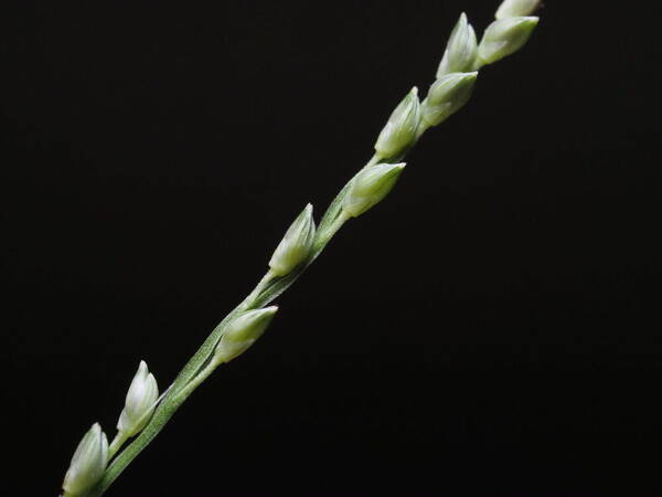 Setaria flavida Spikelets