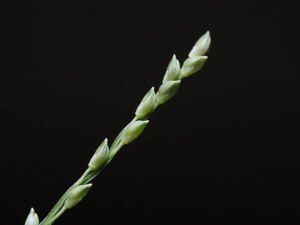 Setaria flavida Spikelets