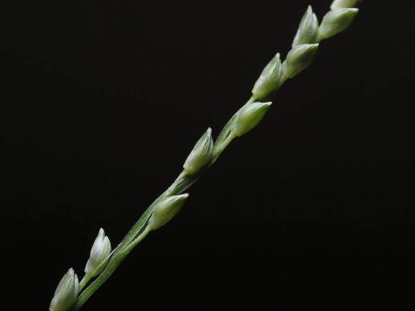 Setaria flavida Spikelets