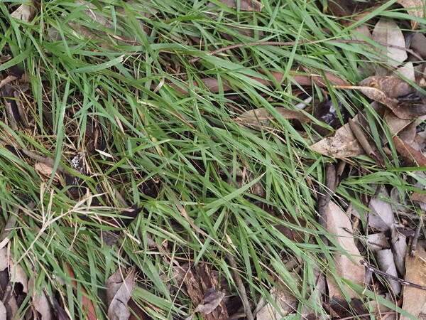 Setaria flavida Habit