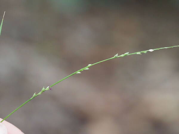 Setaria flavida Inflorescence