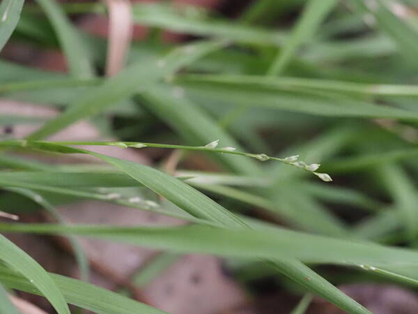 Setaria flavida Inflorescence