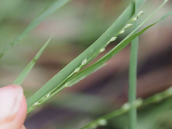 Setaria flavida Inflorescence