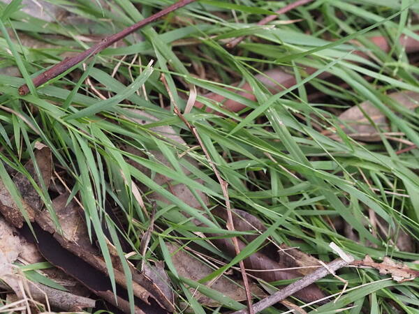 Setaria flavida Plant