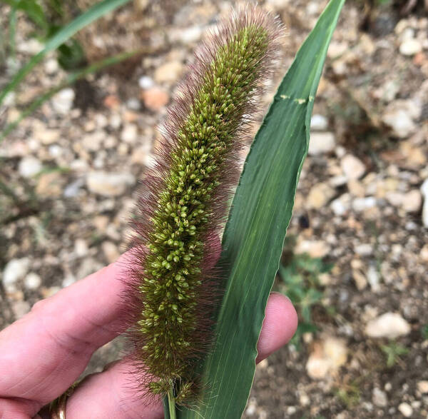 Setaria italica Inflorescence