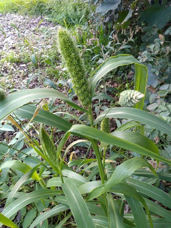 Setaria italica Inflorescence